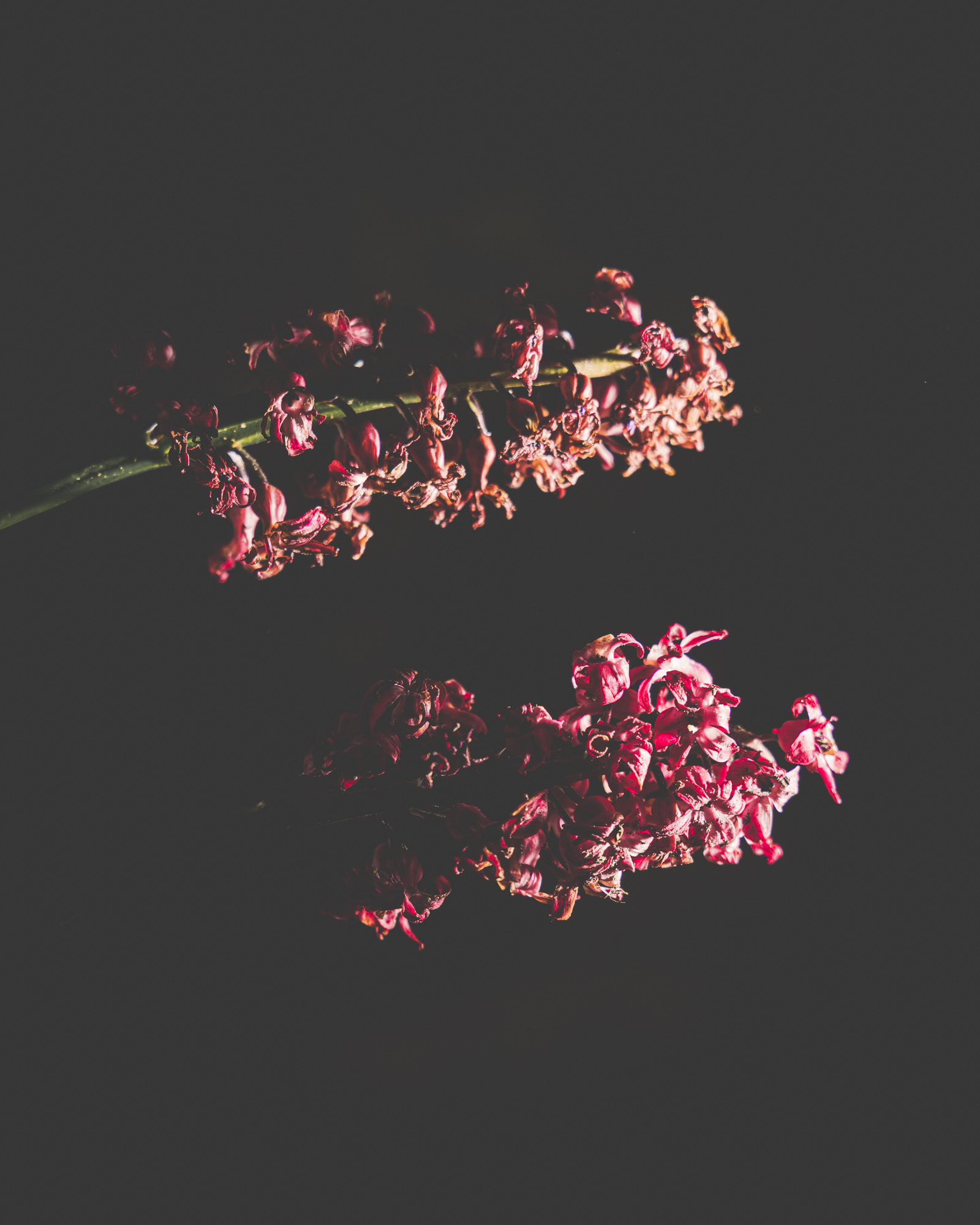 Artistieke bloemenfotografie in donker licht door Ann-Sophie Verschuere