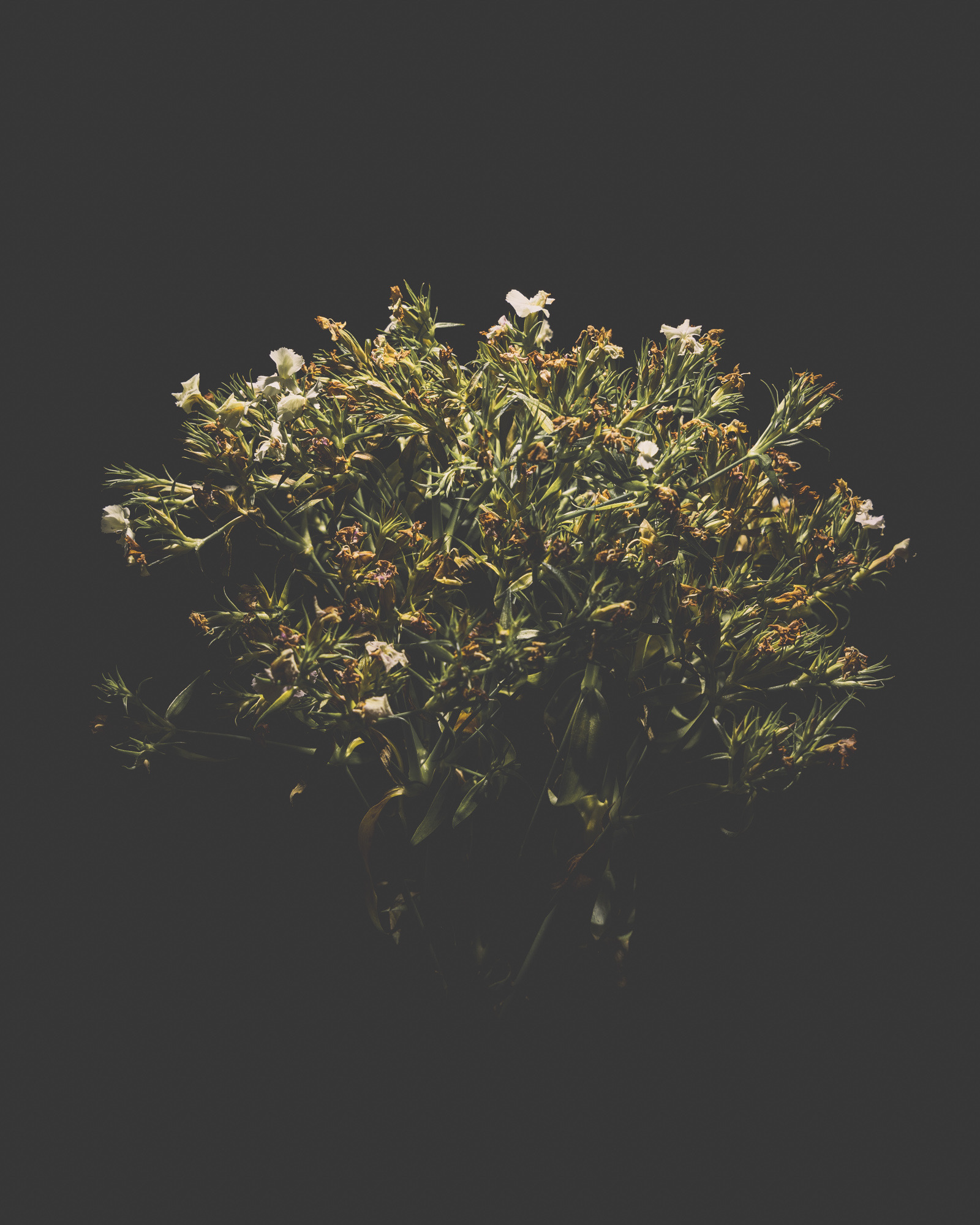 Stilleven met bloemen in fotografische compositie door Ann-Sophie Verschuere