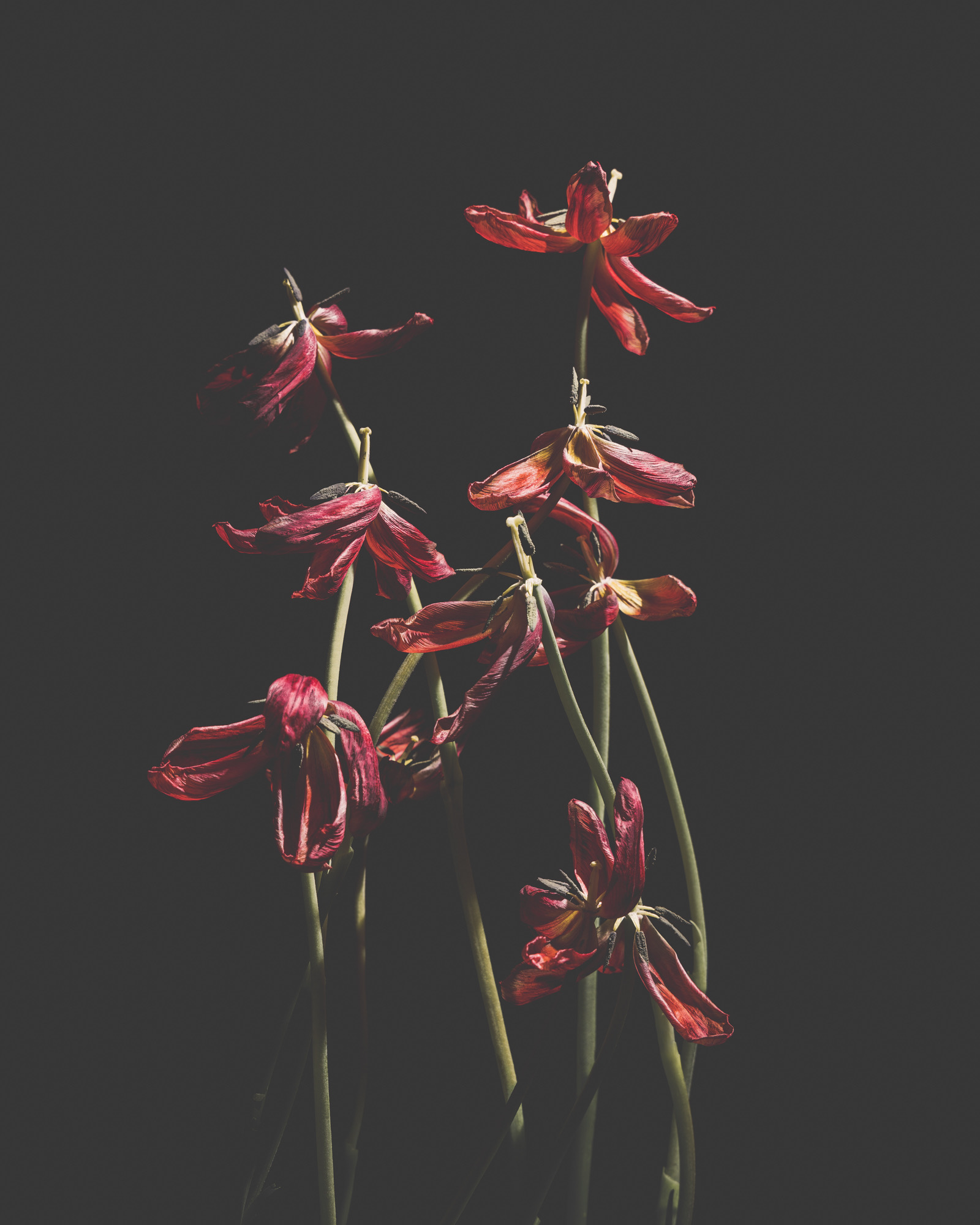 Bloemenportret met dramatische belichting door Ann-Sophie Verschuere