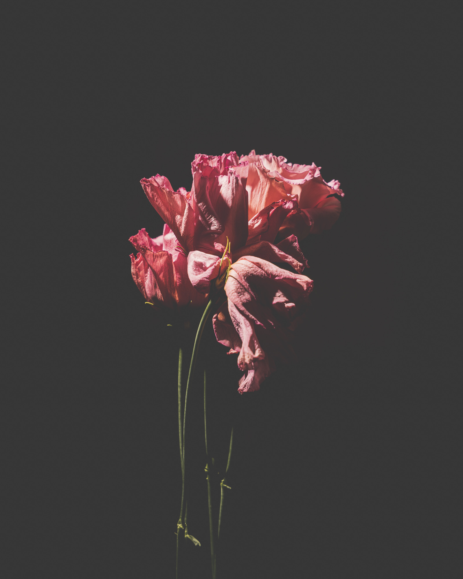 Close-up bloemenfotografie met zachte schaduw door Ann-Sophie Verschuere